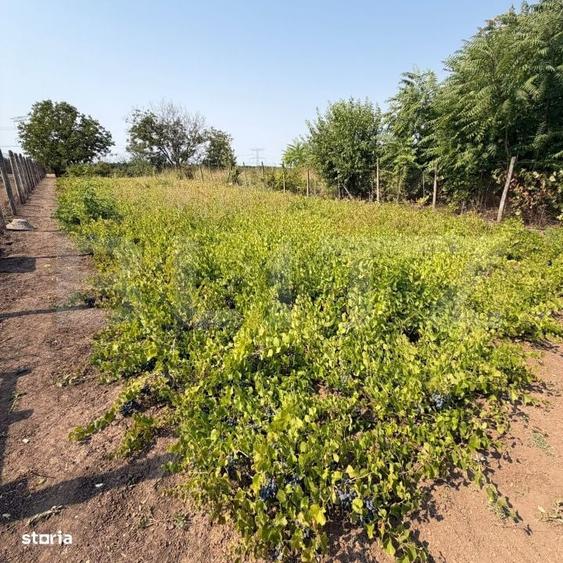 Casă cu 3 camere cu Teren 1700 Mp în Central