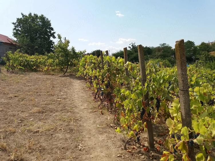 Teren de 3200 mp, în Somova
