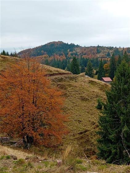 RECO Teren extravilan la Cresuia, Stana de Vale - 10
