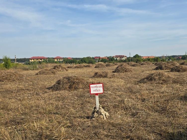 Teren agricol intravilan de 5145 mp, în Mogoșoaia