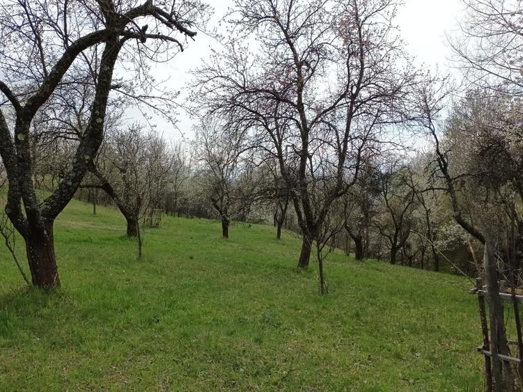 Teren de 10600 mp, în Berislăvești