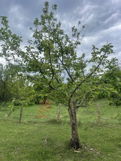 Teren Construcții intravilan de 7280 mp, în Mihăești