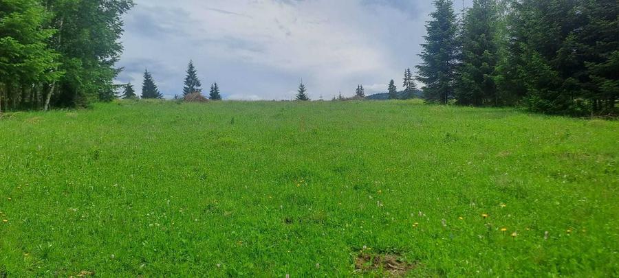 Teren de vanzare 49246 mp Neagra Sarului, comuna Saru Dornei, la 15 km de Vatra Dornei - 8