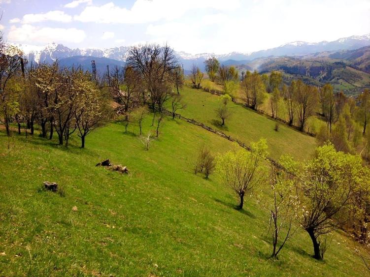 Teren Construcții intravilan de 14000 mp, în Bran