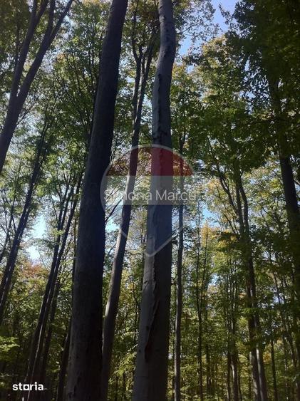 DE VANZARE FOND FORESTIER PRIVAT | 100,9 ha | Jude?ul Suceava