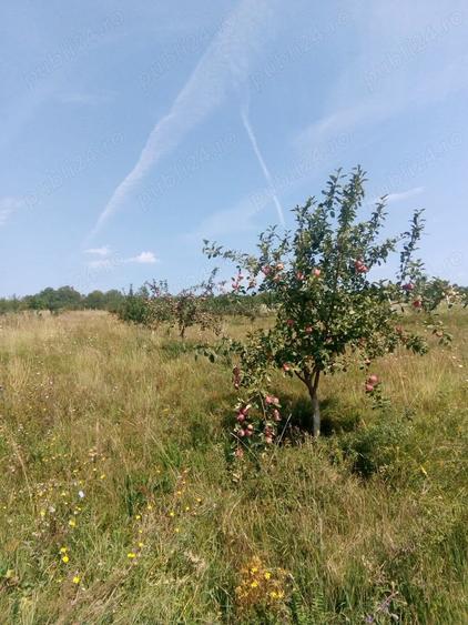 Teren de 80000 mp, în Sântimbru