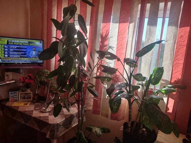 Garsonieră nedecomandată în Valea Rosie