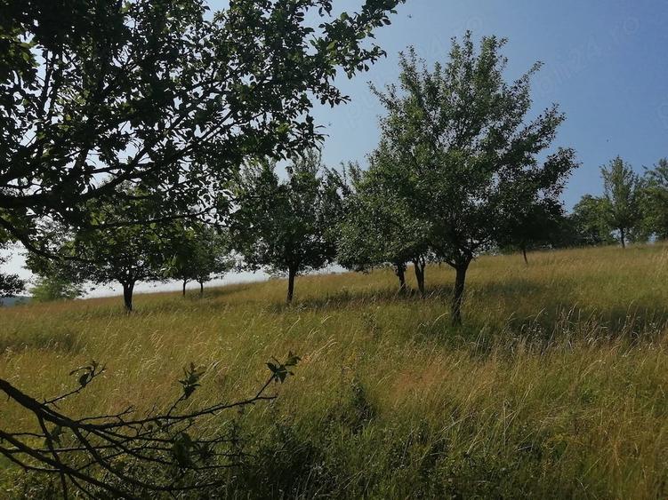 Teren de 7900 mp, în Acățari