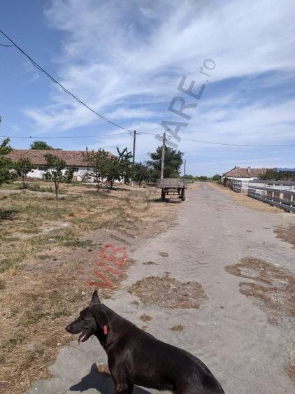 Ferma Zootehnică– Satchinez,  | 9,5 ha teren,vanzare sau schimb pentru jumatate - 3