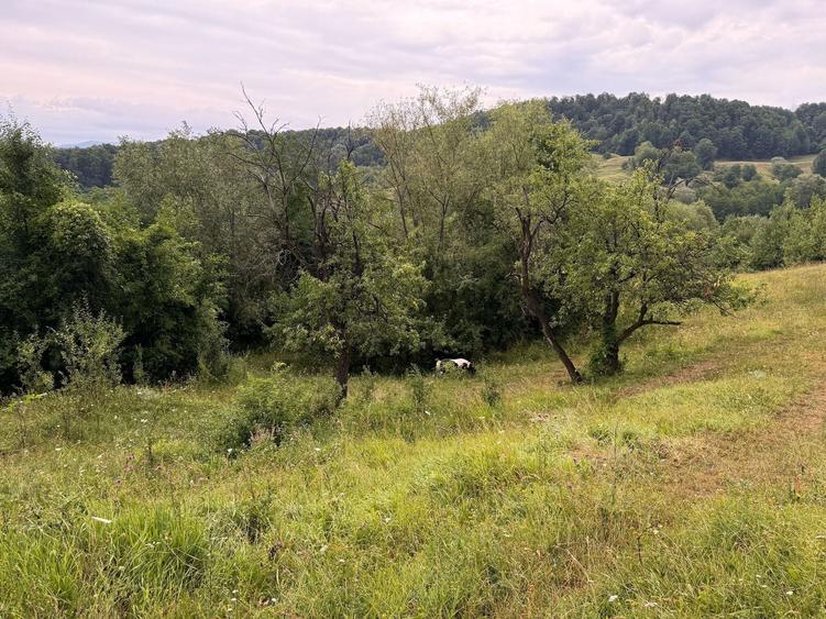 Teren de 2600 mp, în Drajna