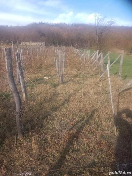 Teren de 840 mp, în Oituz