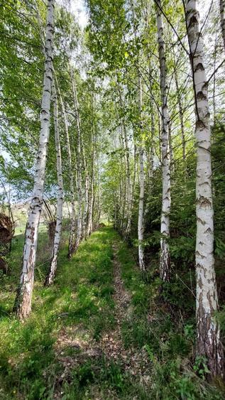 Teren de 5000 mp, în Pietroasa