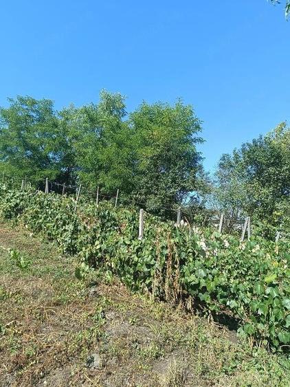 Casă cu 4 camere cu Teren 4925 Mp în Central