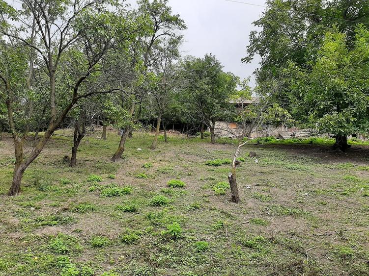 Teren de 1262 mp, în Bâsca Chiojdului