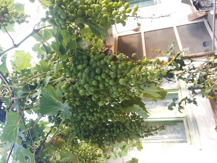 Casă cu 4 camere în Moroda
