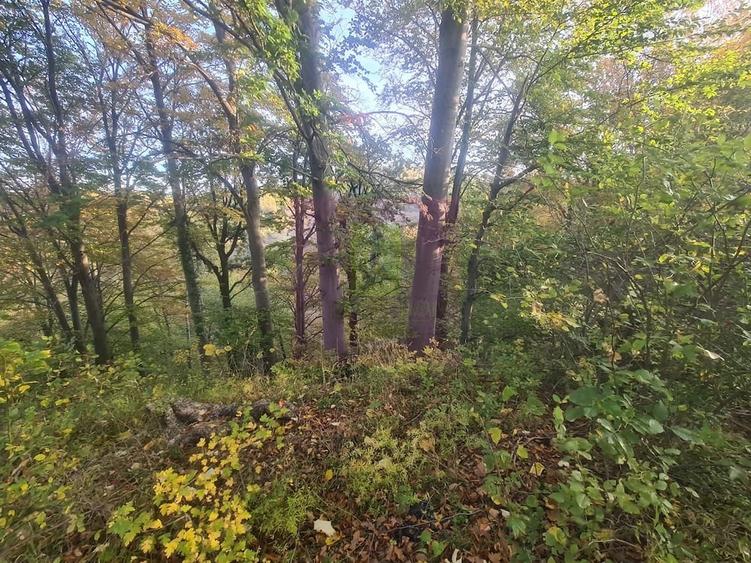 Teren de 3092 mp, în Telega