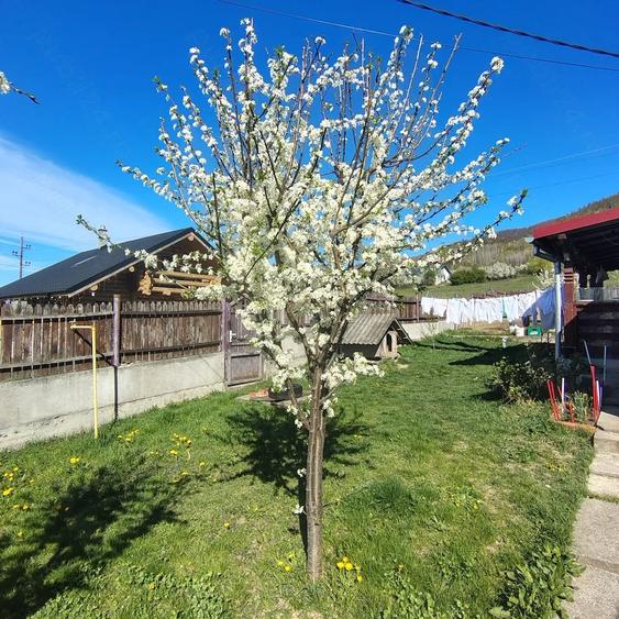 Casă cu 3 camere în Central