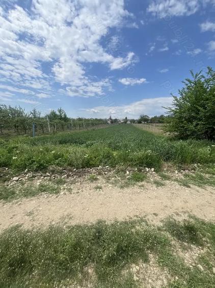 Teren de 1600 mp, în Dragomirești