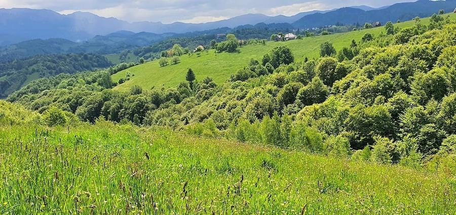 Teren de 2500 mp, în Peștera