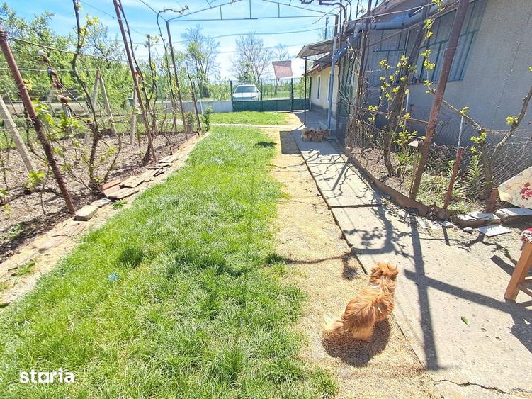 Valcani, proprietate cu casa taraneasca - 12
