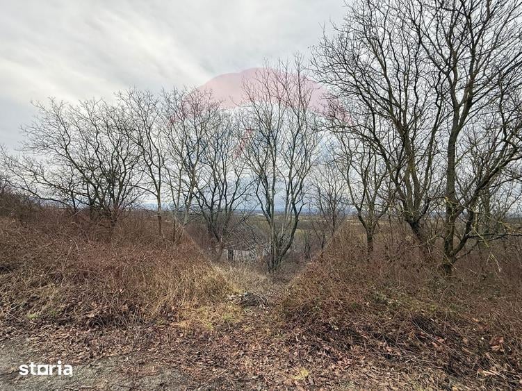 Teren de 2900 mp, în Tăuții-Măgherăuș