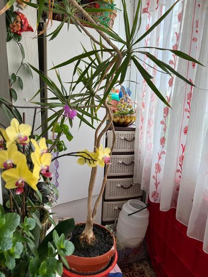 Apartament 2 camere decomandat, etaj 4 — Cartier Vest, zona Siliștei - 5