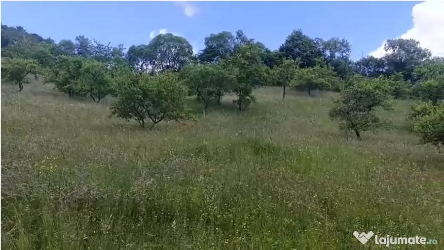 Teren de 13000 mp, în Rucăr