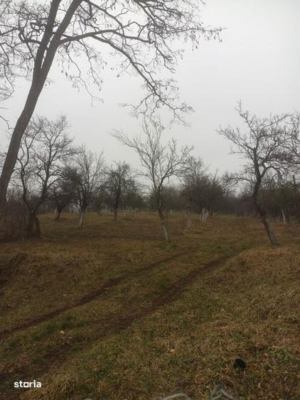 Teren de 3100 mp, în Berislăvești