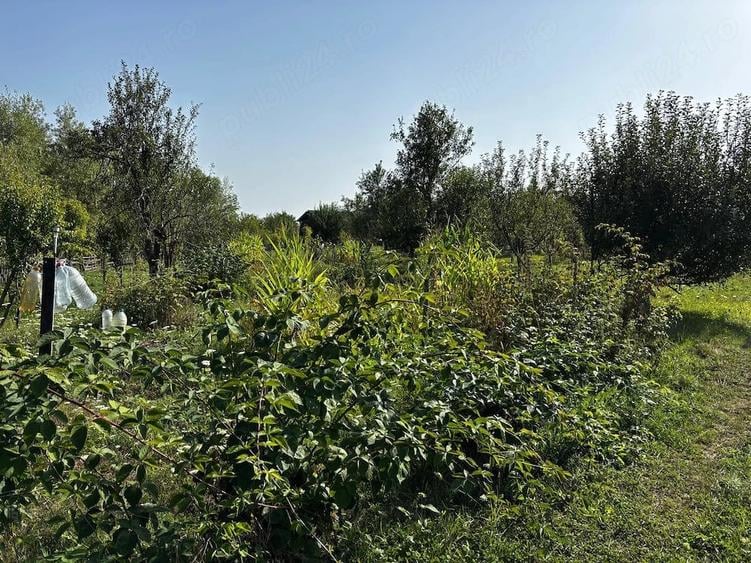 Vand tere extravilan in zona munte Corbisori Arges - 4