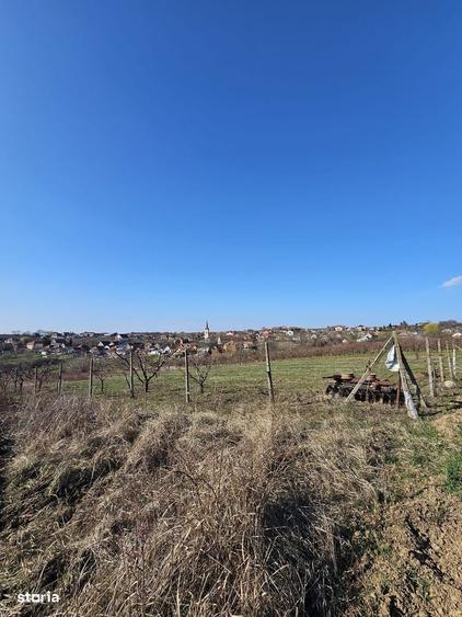 Teren intravilan Saldabagiu de Munte 850 mp - 4