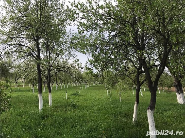 Teren de 3000 mp, în Margina