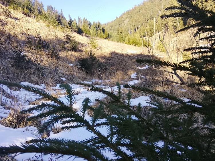 Teren de 1500 mp, în Bicazu Ardelean