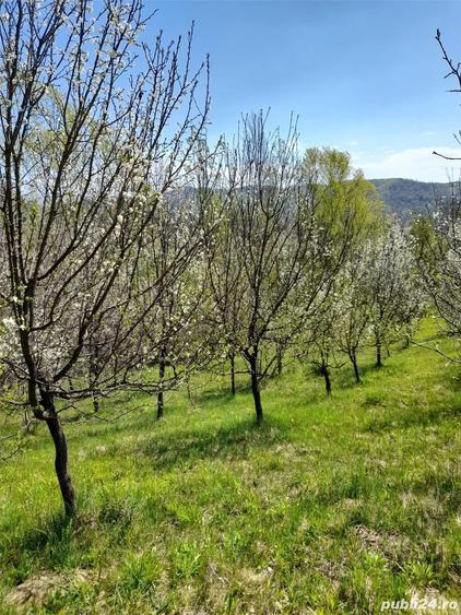 Teren de 46 mp, în Brănești