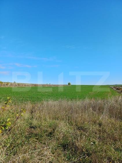 Teren agricol intravilan de 2877 mp, în Copăceni