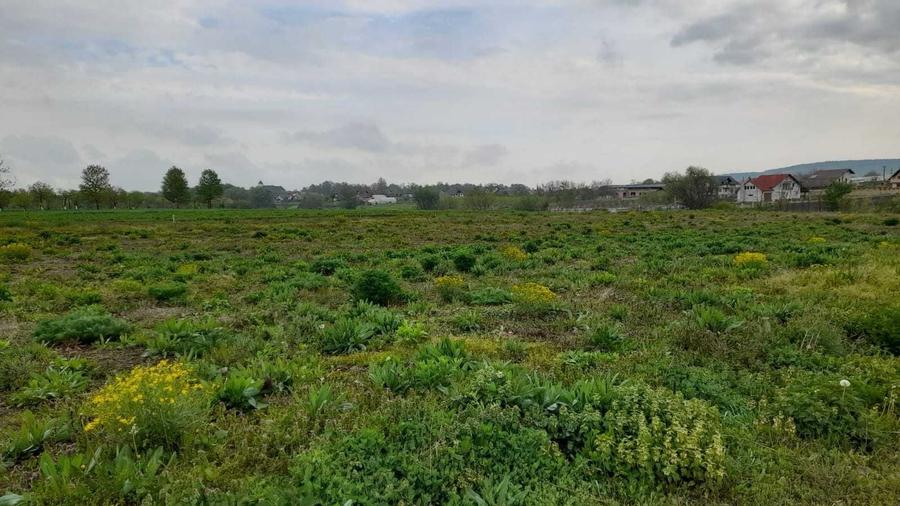 Teren de 5900 mp, în Mitocu Dragomirnei