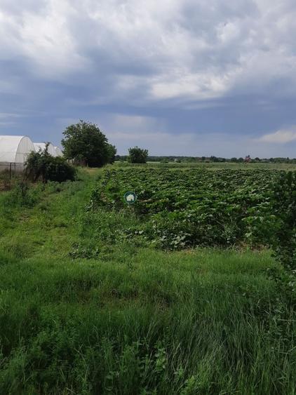 Teren Construcții intravilan de 10000 mp, în Siliștea Snagovului