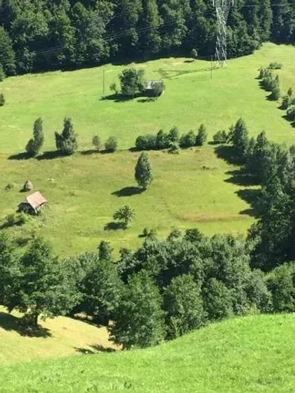 Teren de 10000 mp, în Moieciu