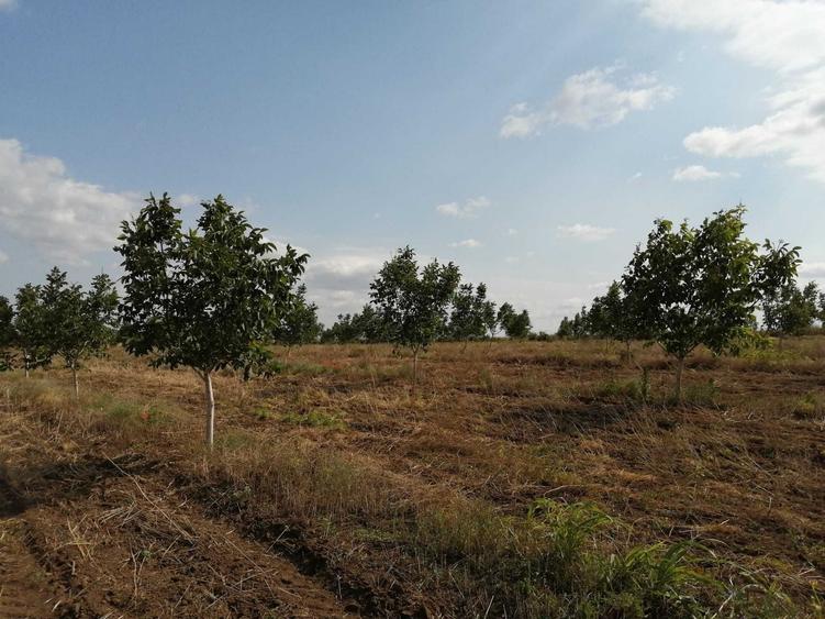 Teren de 49178 mp, în Slobozia Conachi