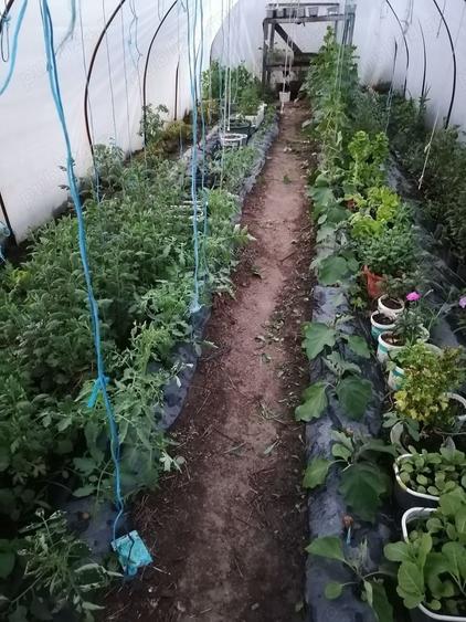 Casă cu 2 camere cu Teren 12400 Mp în Sărăuad