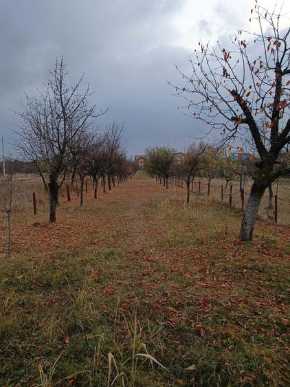 Teren de 1455 mp, în Păulești