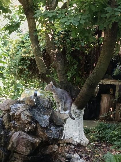 Casă cu 5 camere cu Teren 500 Mp în Valu lui Traian