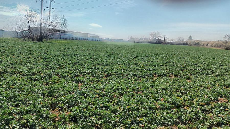 Teren Construcții intravilan de 7500 mp, în Liliești