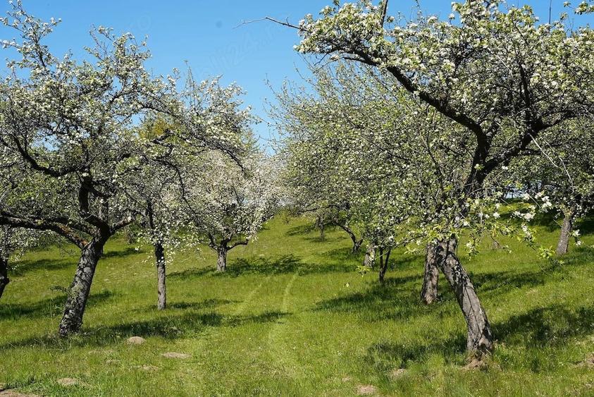 Teren de 10000 mp, în Breb