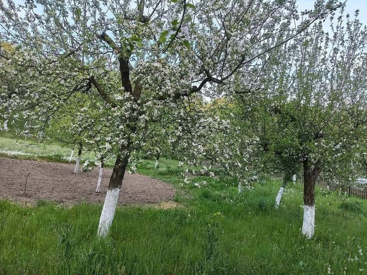 Teren de 1500 mp, în Central