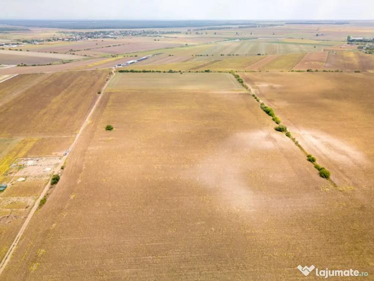 DASCALU TEREN INTRAVILAN 11300 MP, INVESTITIE! - Dascalu (Bucuresti-Ilfov) - 15