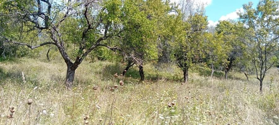 Casă cu Teren 12000 Mp în Suslănești
