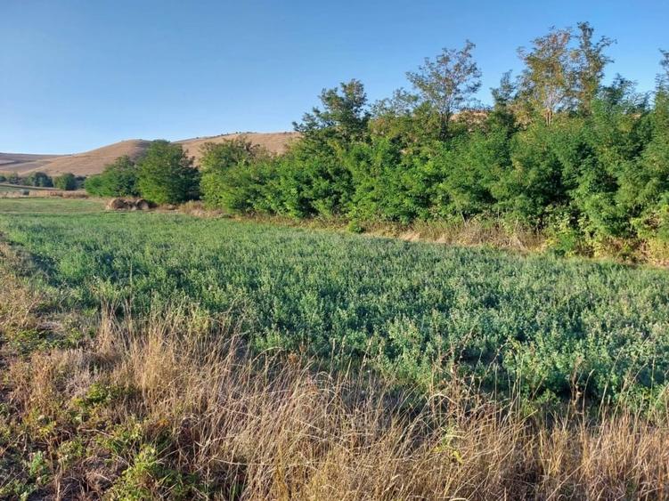 Teren Construcții intravilan de 1475 mp, în Soporu de Câmpie