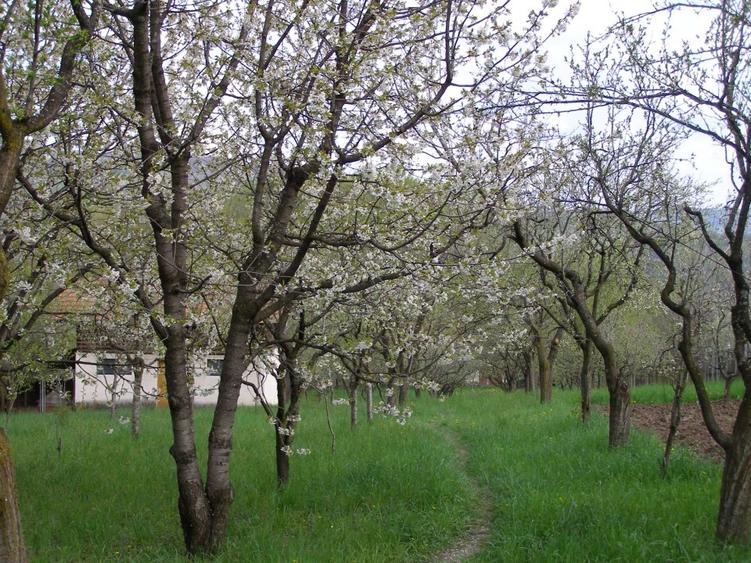 Casă cu 6 camere cu Canalizare în Exterior Vest