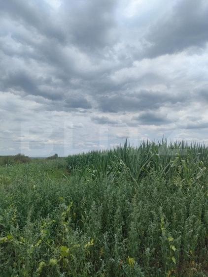 Teren agricol extravilan de 3500 mp, în Exterior Nord