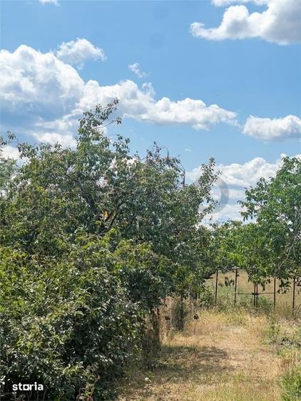 Casă cu 4 camere cu Teren 5474 Mp în Tileagd